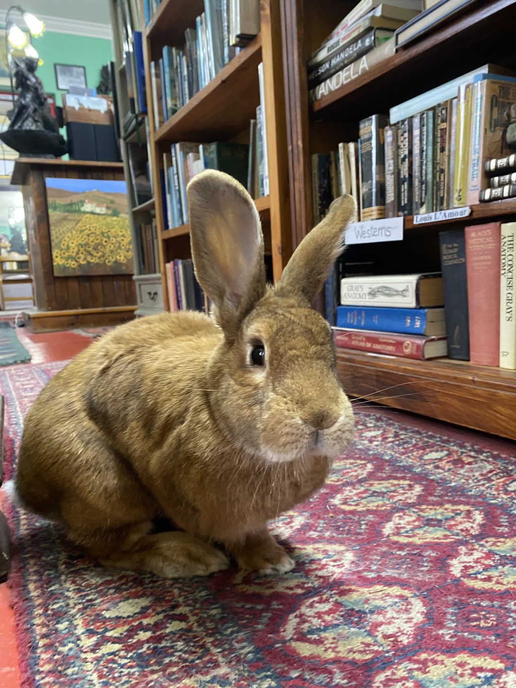 Breakfast. Bunnies. Books